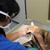 Zahnsteinentfernung bei einer Katze
