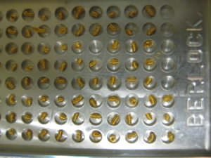 Berlock Golddrahtspulen auf einem Tablett
