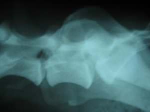 Röntgenbild Ramses