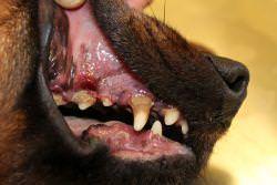 Hund Zahngesundheit